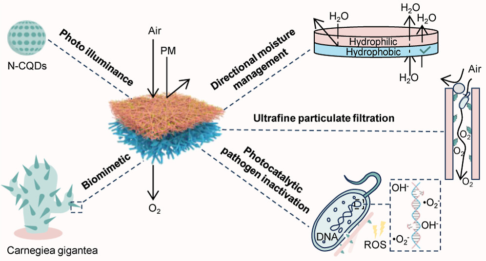 Janus Nanofiber Membranes Purify Air, Block Water, and Kill Bacteria